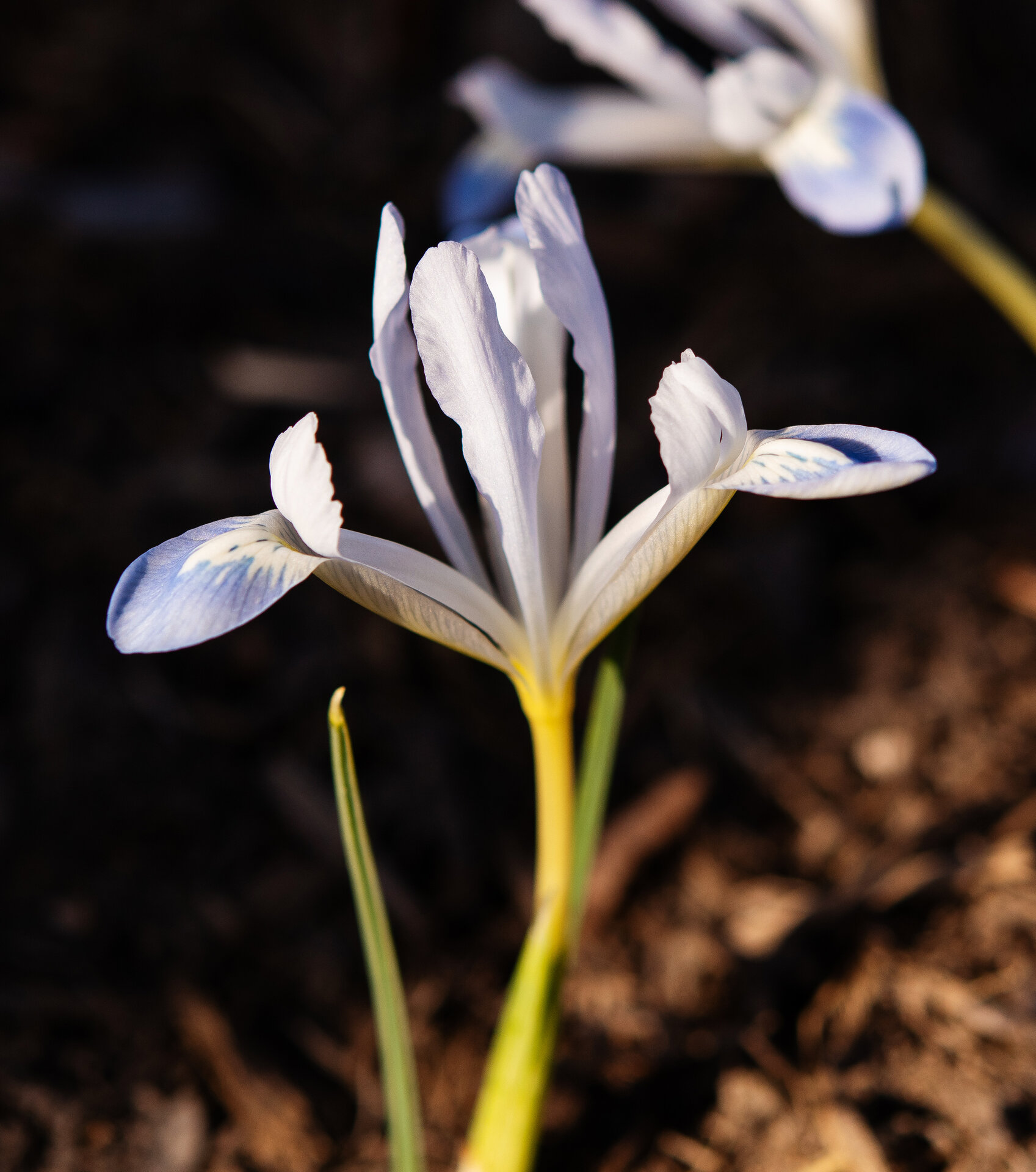 Iris reticulata 'Frozen Planet'